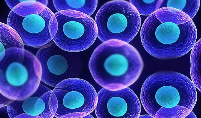 stemcells picture